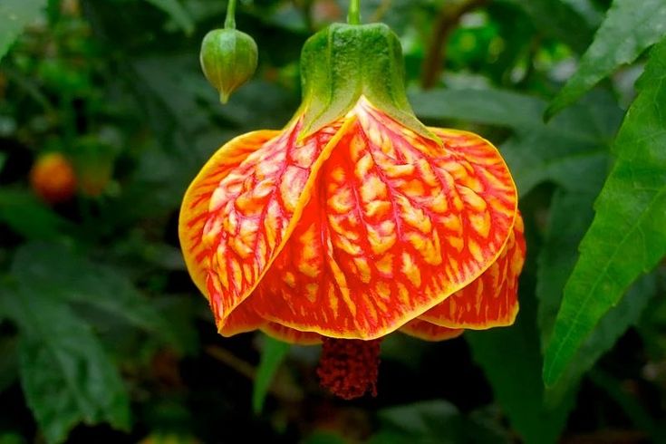 an orange and yellow flower with green leaves