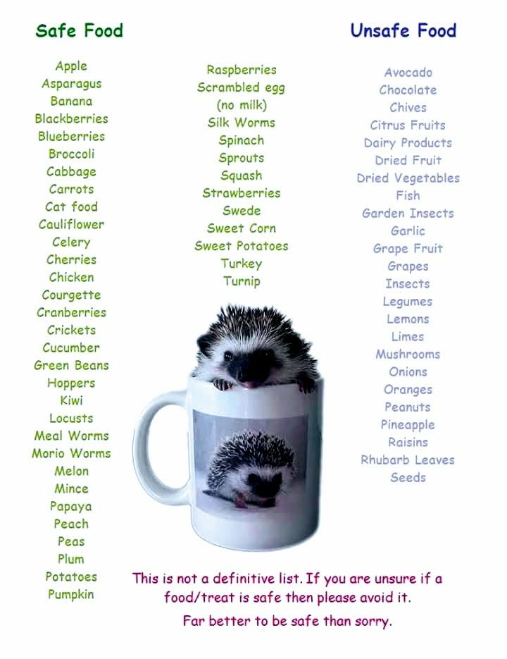 "Hedgehog Safe and Unsafe Food List!" Hedgehog Food List, Hedgehog Toys Ideas Diy, What Can Hedgehogs Eat, How To Take Care Of A Hedgehog, Hedgehog Information, What Do Hedgehogs Eat, Natural Hedgehog Habitat, Hedgehog Names List, Heghogs Cage