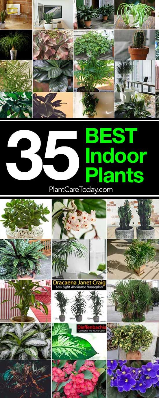 the best indoor plants to grow in your home or office, including houseplants and trees