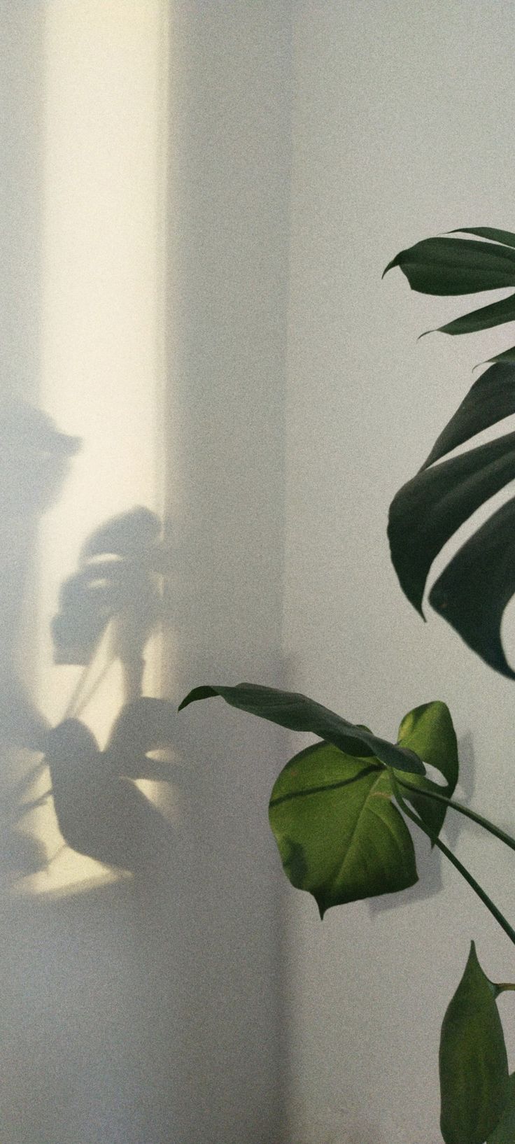 a plant casts a shadow on the wall next to a potted plant with long green leaves