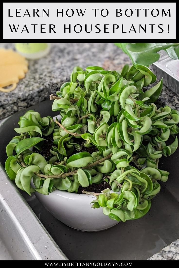 a white bowl filled with green plants on top of a sink