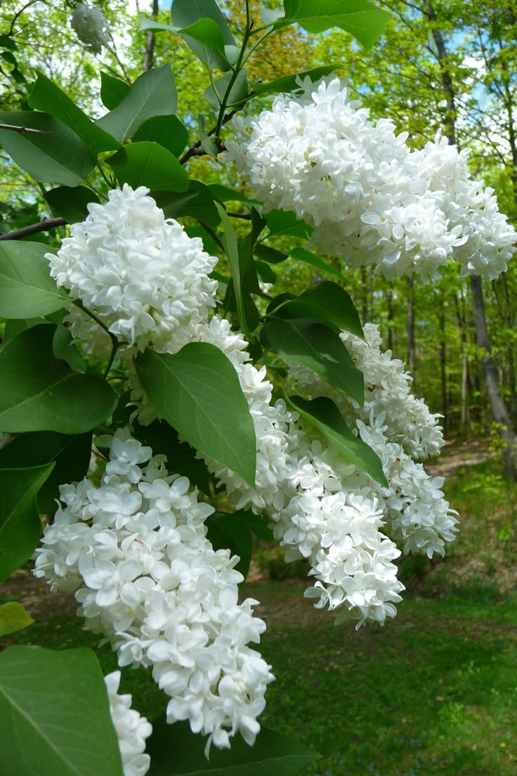 the white flowers are blooming on the tree