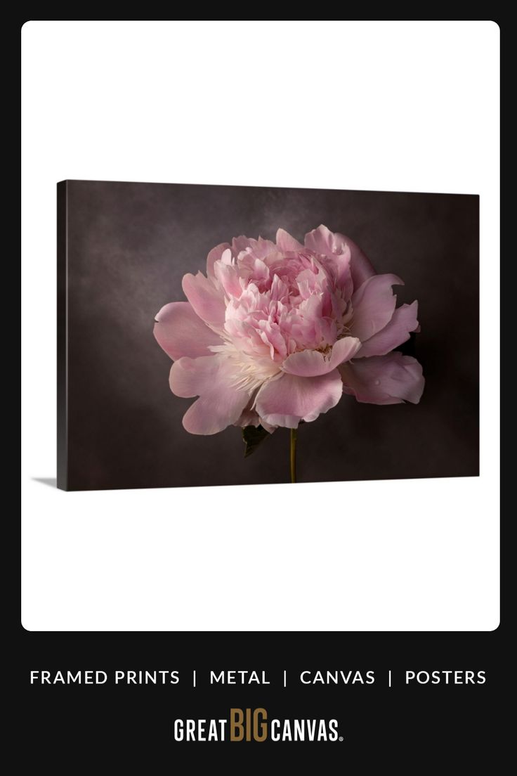 a pink flower on a black background with the words, framed prints metal canvass posters great big canvass