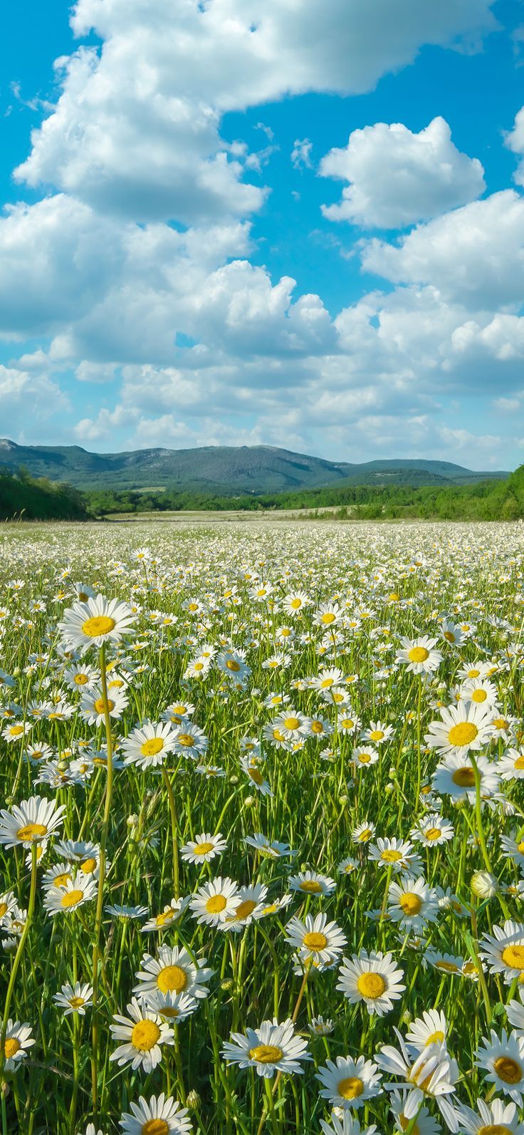 a field full of white and yellow flowers under a blue sky with clouds in the background