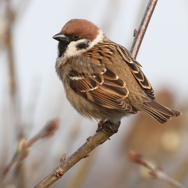 a small bird sitting on top of a tree branch