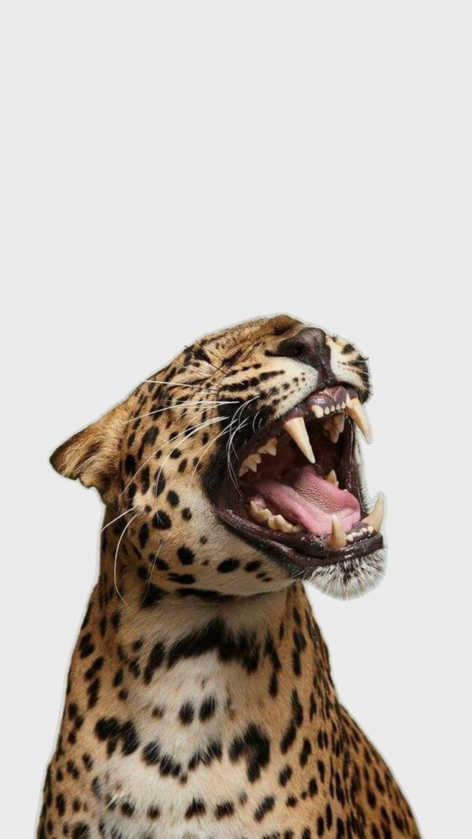 a leopard with its mouth open and it's teeth wide open