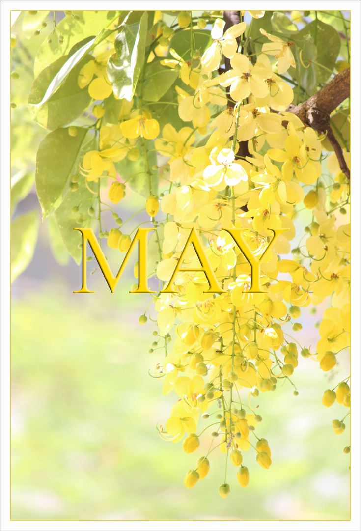 yellow flowers are hanging from a tree with the word may written on it's side