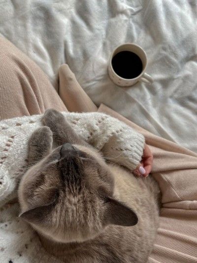 a cat is laying on someone's lap with a cup of coffee in the background