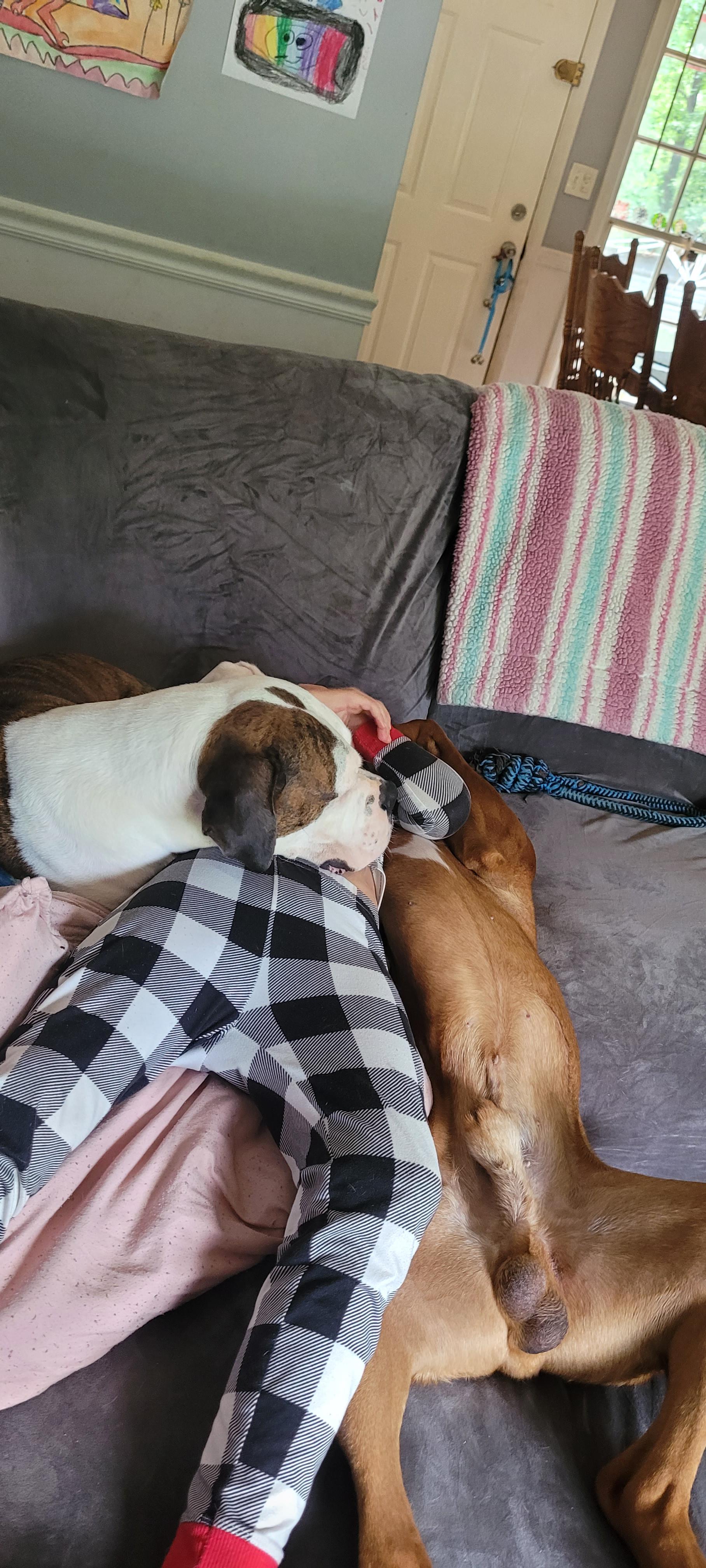 r/Boxer - Everybody is comfortable i guess....