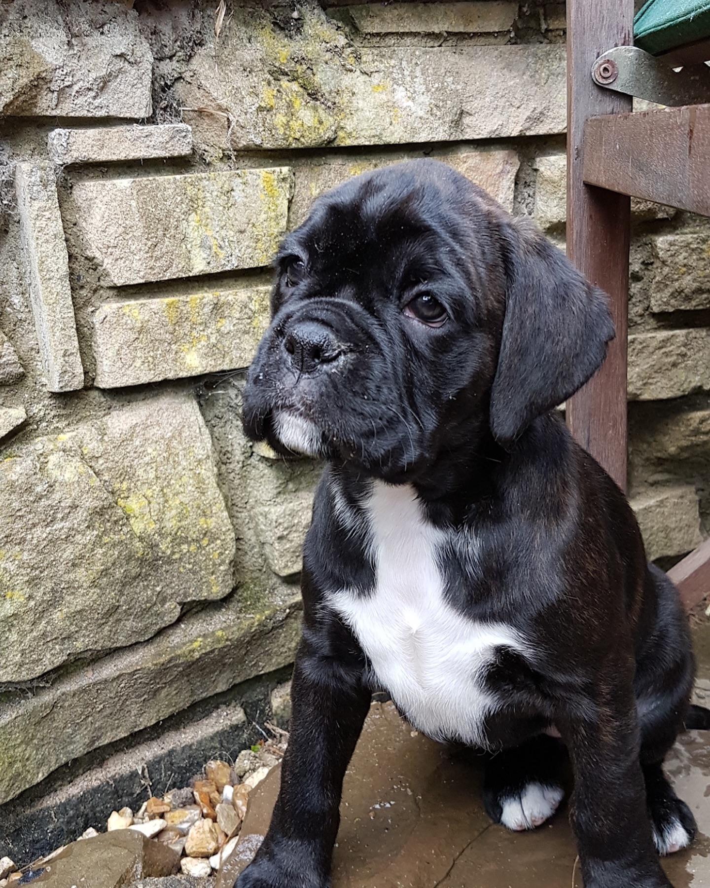 r/Boxer - Meet our little boxer pup, already mastering the art of the serious look!