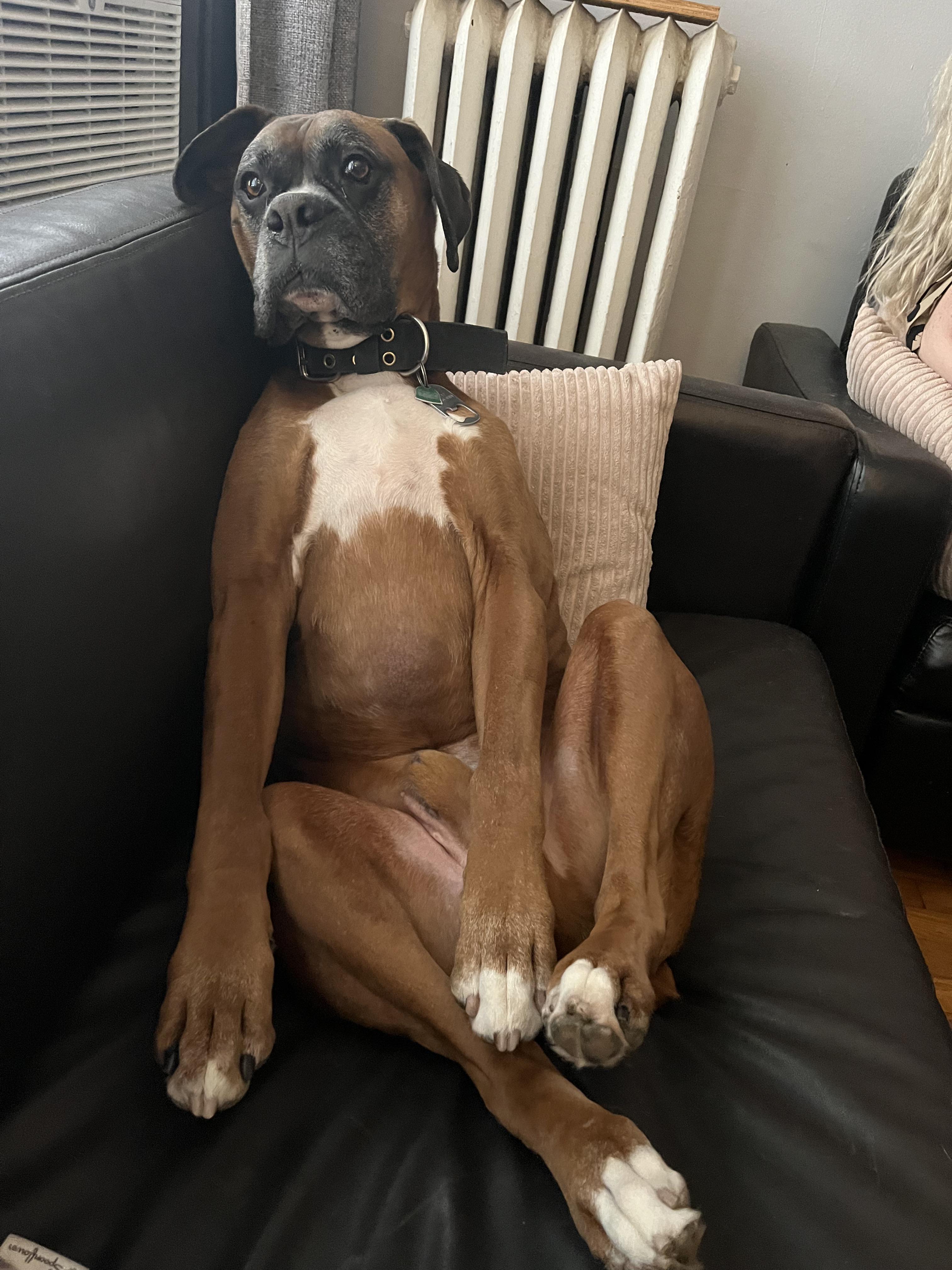 r/Boxer - I mean, they’re all just weird.