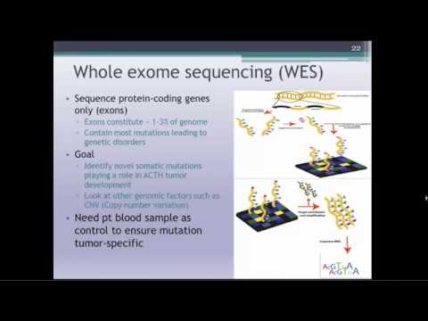 Pathogenesis of Corticotroph Tumor Development