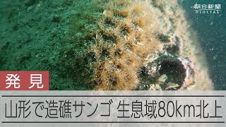 山形沖で造礁サンゴ発見、北限は80キロ北へ　低水温でも生息可能か