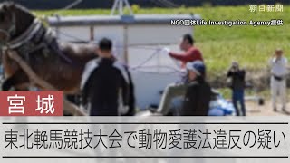 競技中馬を叩くのは「虐待」？地域の伝統行事相次ぐ事件化　宮城でも