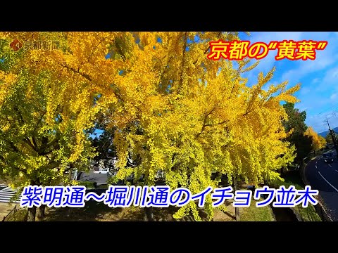 【京都の紅葉】紫明通～堀川通のイチョウ並木(2024年11月21日　京都市北区・上京区）Ginkgo trees along Shimei-dori and Horikawa-dori streets