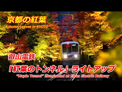 【京都の紅葉】京都・叡山電鉄「もみじのトンネル」ライトアップ（2024年11月22日）　&quot;Maple Tunnel&quot; illuminated at Eizan Electric Railway