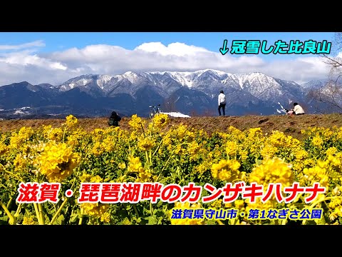 滋賀・琵琶湖畔のカンザキハナナ（2025年2月10日　滋賀県守山市）　The rape blossoms are in full bloom along Lake Biwa