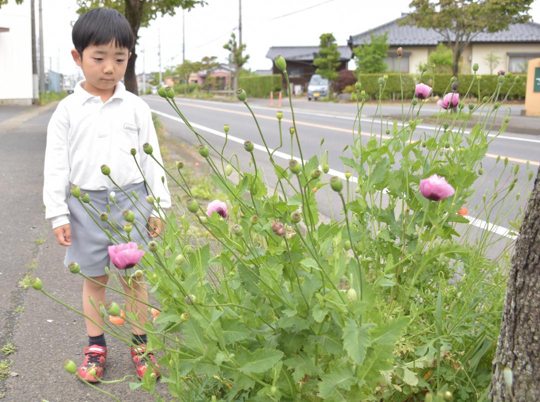 栽培が禁止されているアツミゲシ(手前)を見つけた大曽根諒ちゃん=9日、東海村舟石川
