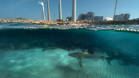 A shark lurking in waters near a port (Credit: BBC Studios)