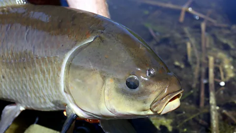 A close up of a bigmouth buffalo fish (Credit: Alec Lackmann)