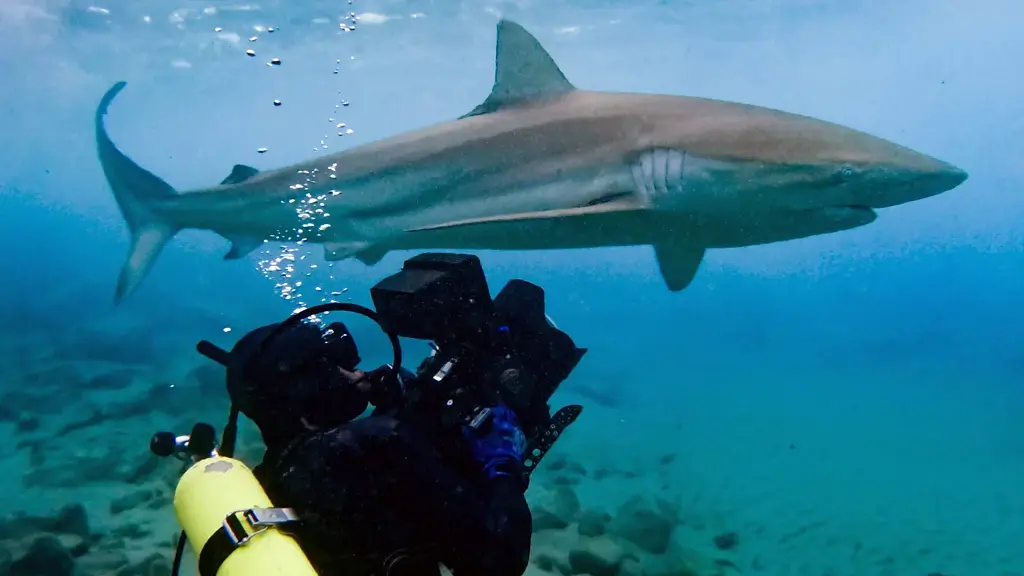 A shark lurking in waters near a port (Credit: BBC Studios)