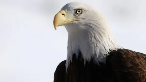 A bald eagle at Beaver Creek Resort, Colorado  on 07 December, 2024 