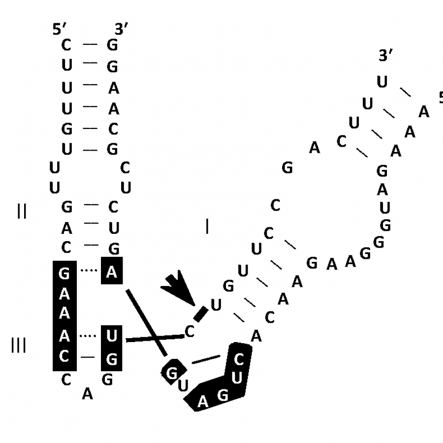 Avsunviroidae