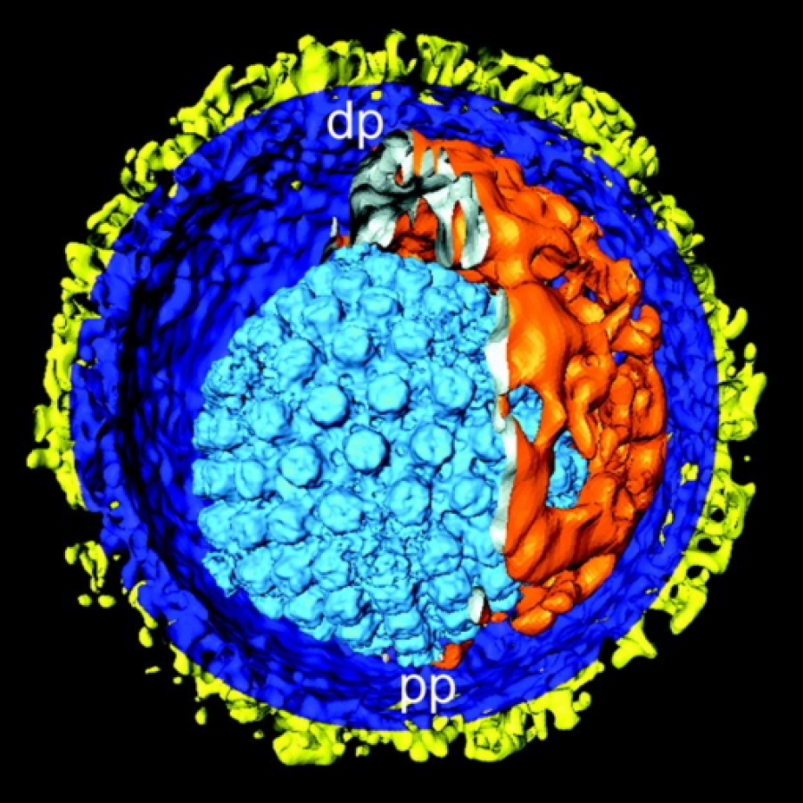 Orthoherpesviridae