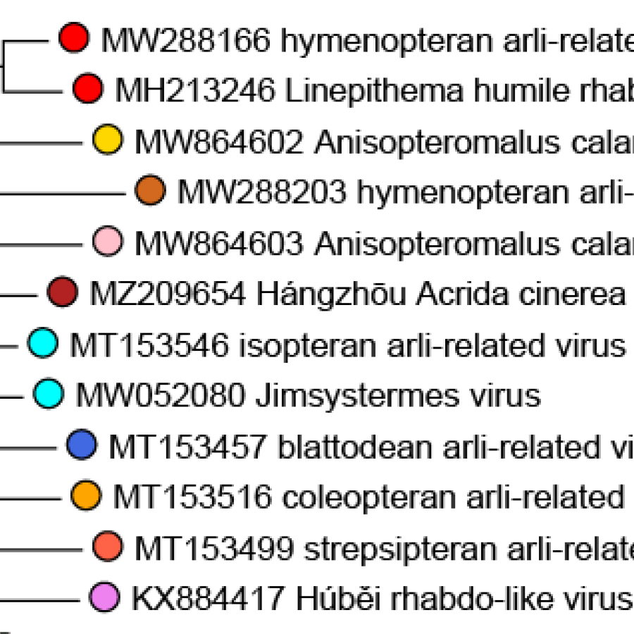 Lispiviridae phylogeny