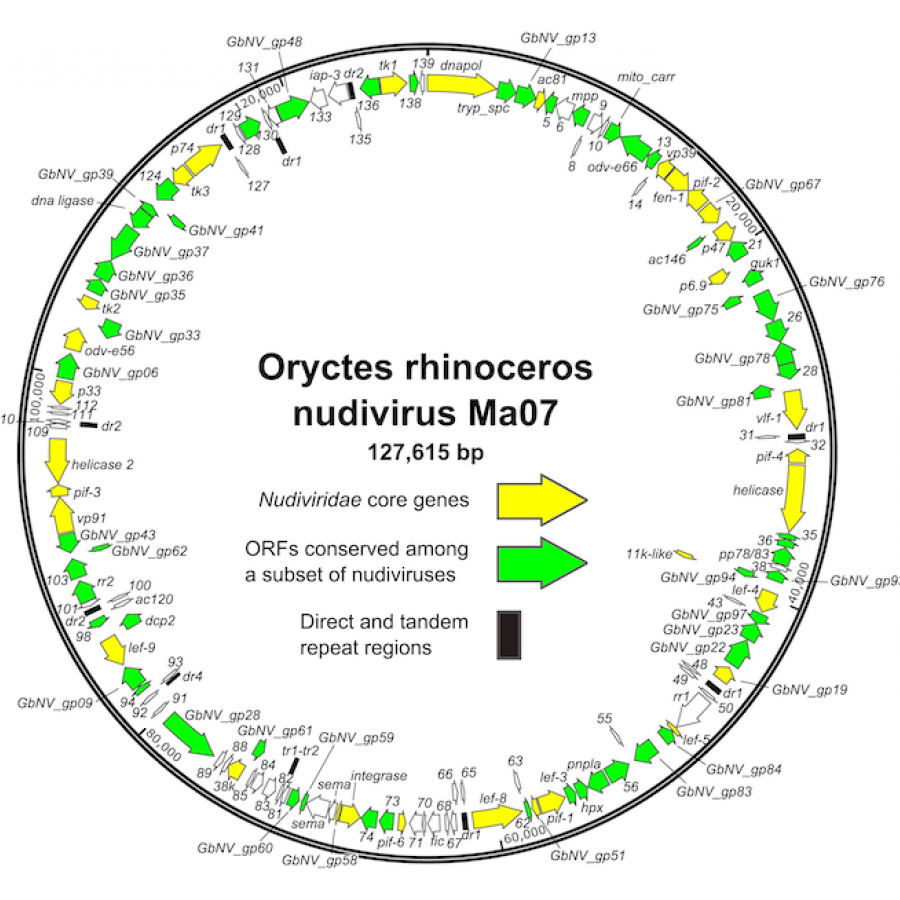 Nudiviridae