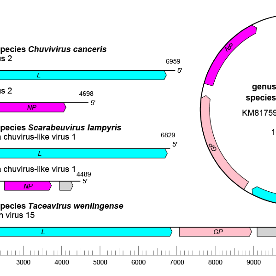 Chuviridae