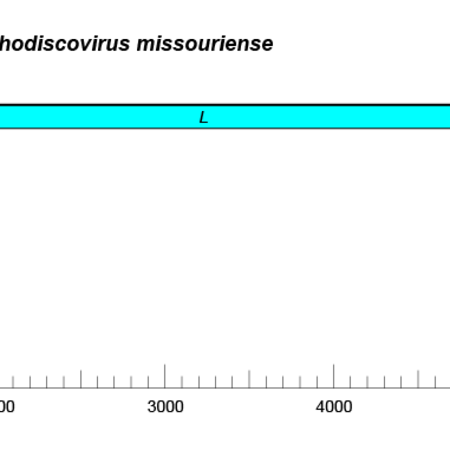 Discoviridae