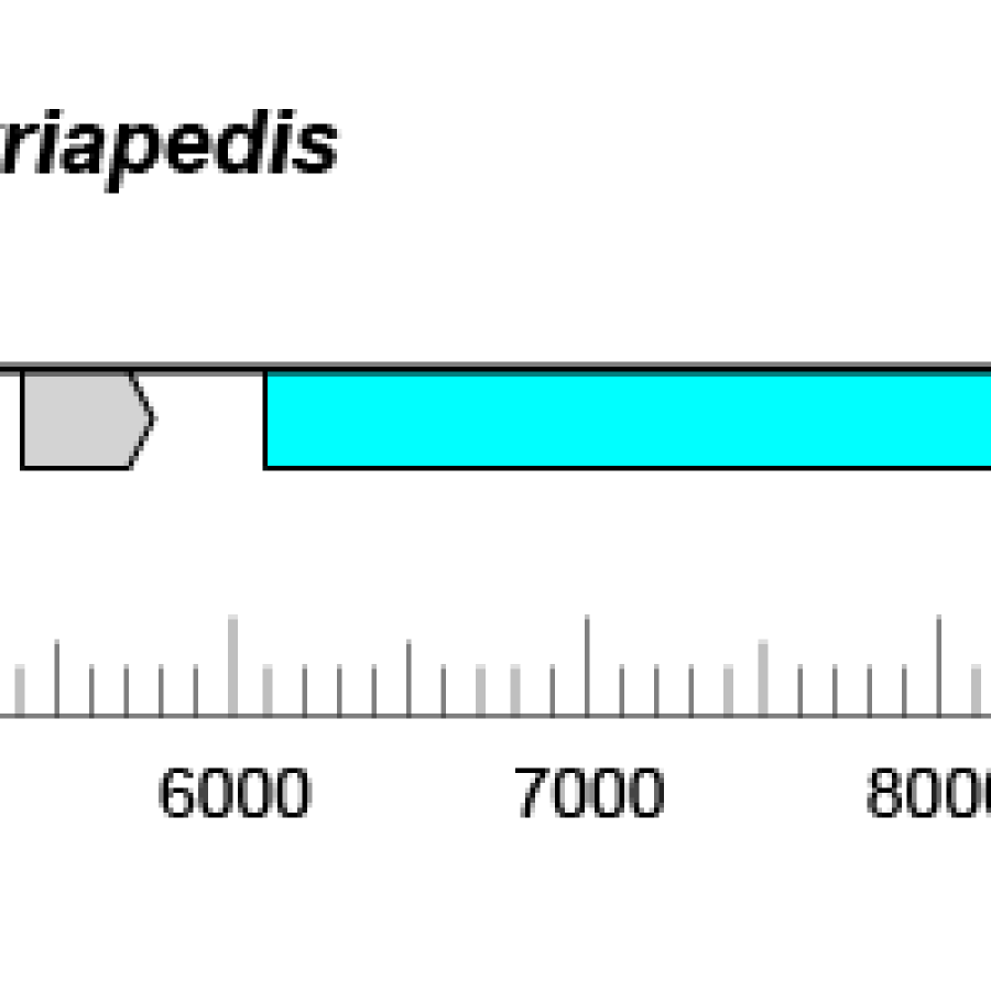 Myriaviridae