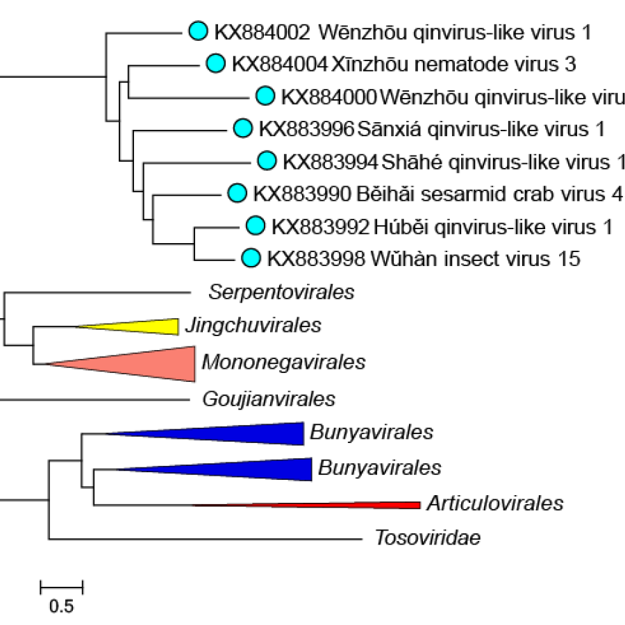 Qinviridae