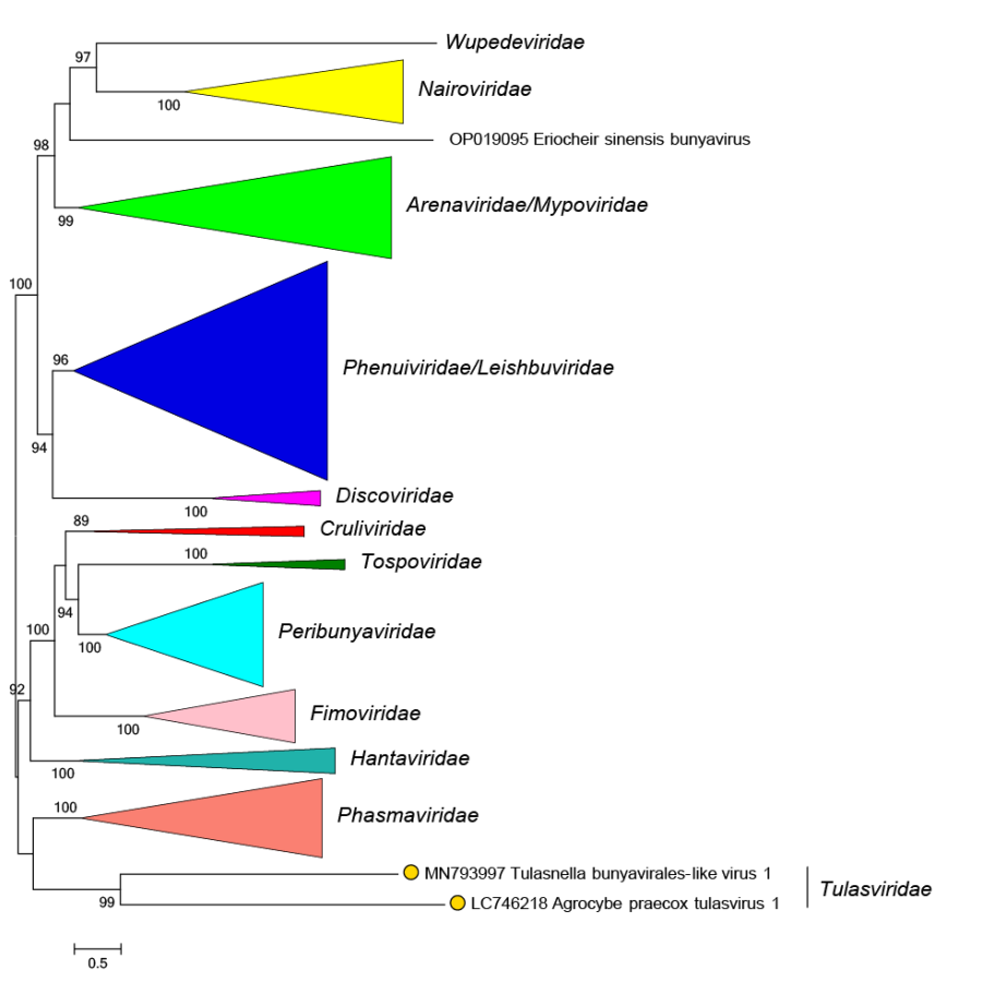 Tulasviridae