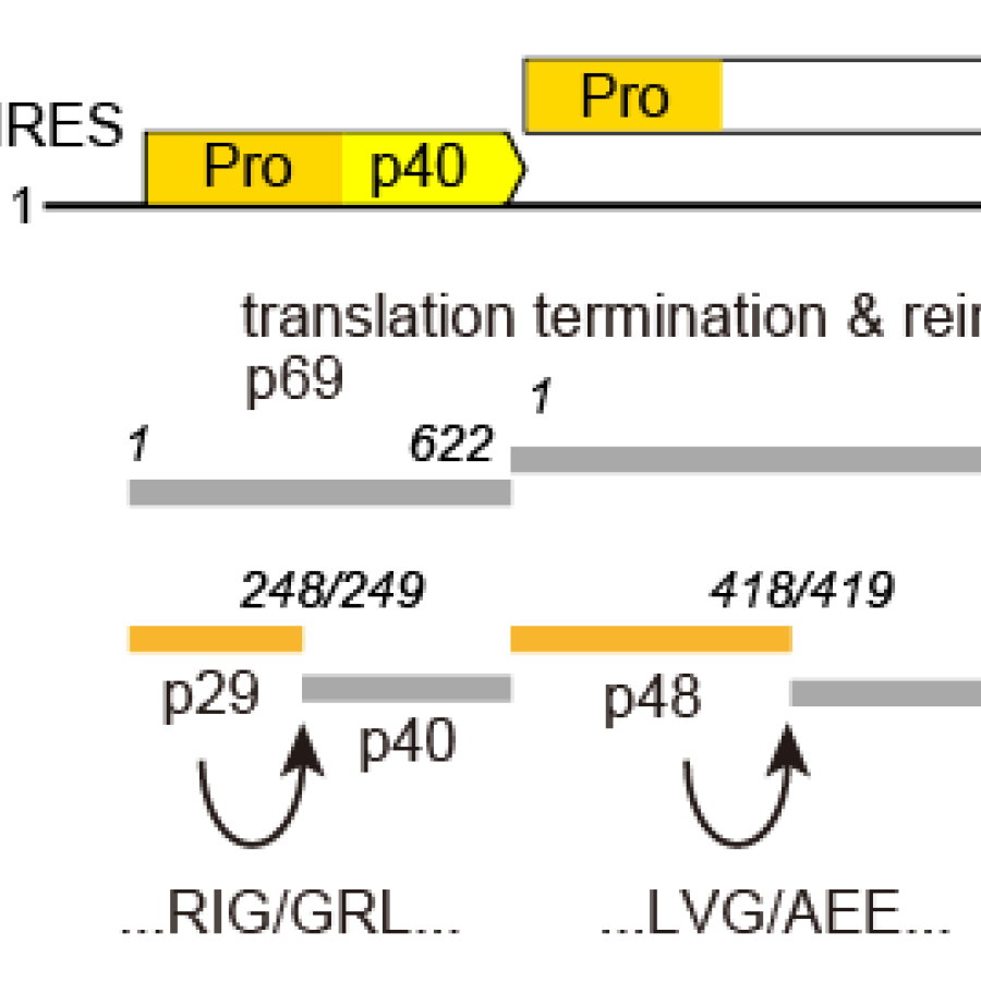 Hypoviridae 