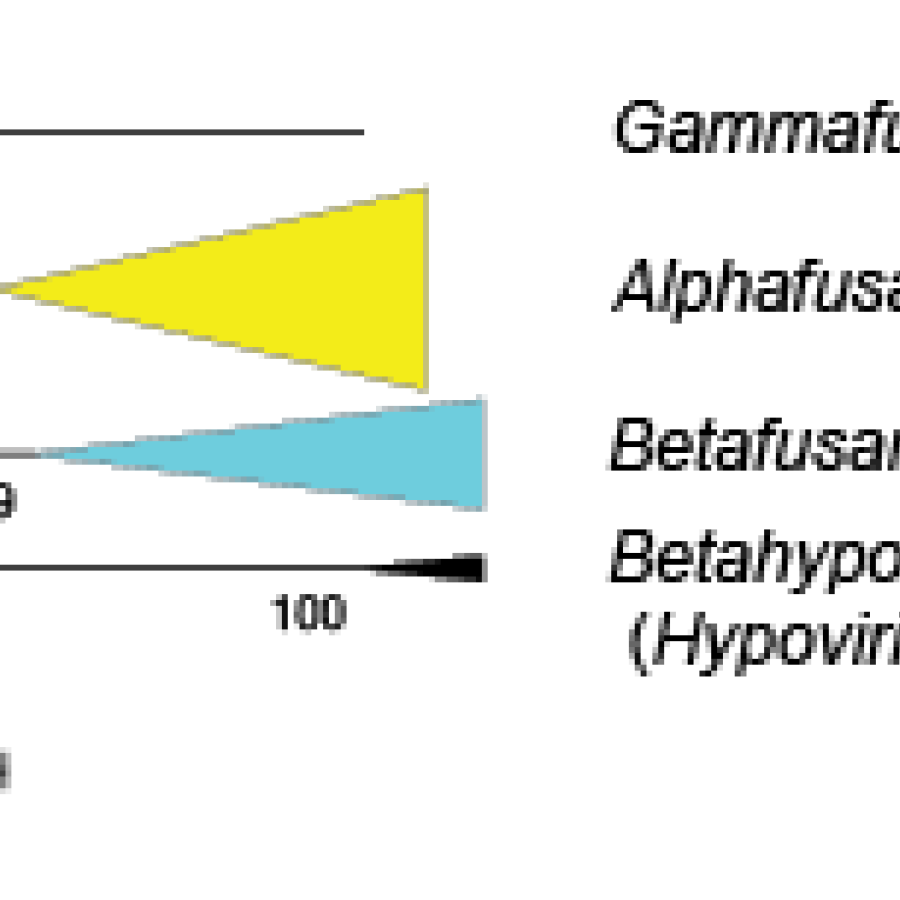 Fusariviridae