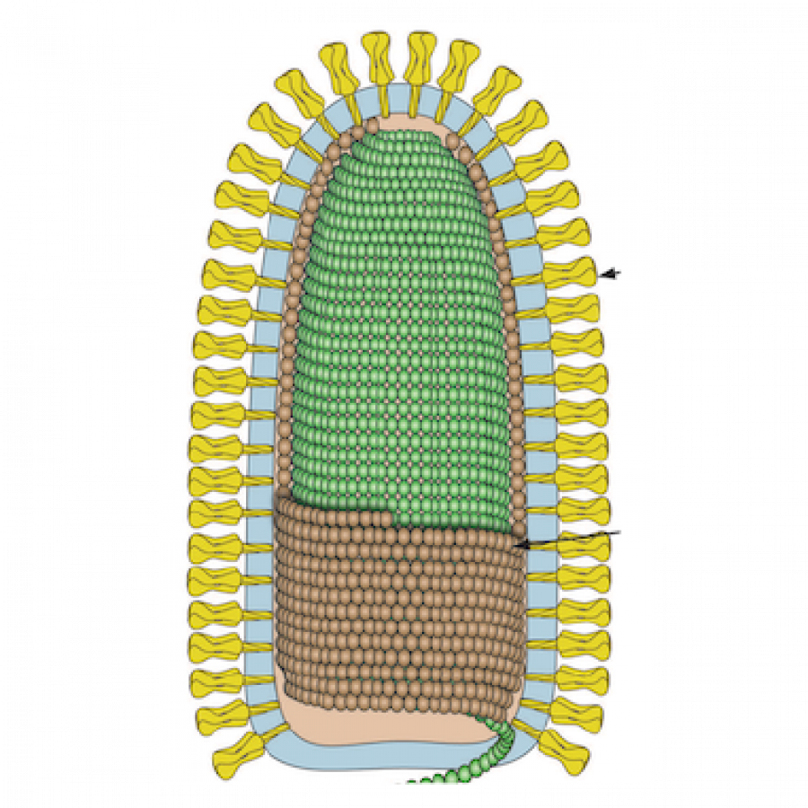 Rhabdoviridae