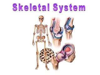 Skeletal System 