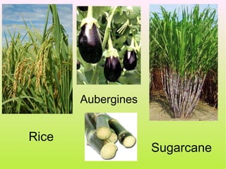 Aubergines


Rice
                    Sugarcane
 