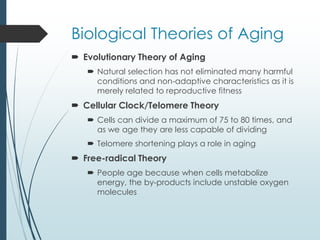 Biological Theories of Aging
 Evolutionary Theory of Aging
 Natural selection has not eliminated many harmful
conditions and non-adaptive characteristics as it is
merely related to reproductive fitness
 Cellular Clock/Telomere Theory
 Cells can divide a maximum of 75 to 80 times, and
as we age they are less capable of dividing
 Telomere shortening plays a role in aging
 Free-radical Theory
 People age because when cells metabolize
energy, the by-products include unstable oxygen
molecules
 