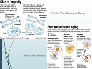 Cellular Clock/Telomere Theory
Free-radical theory
 