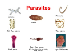 Parasites
                                                  Pin worms
 Amoeba


                     Flukes




Fish Tape worms                                   Wipe worms




                   Dwarf Tape worms
 Hook worms        DR. Ram Sharan Mehta, MSND,
                                                 Tape worm Mouth
                          CON, BPKIHS
 