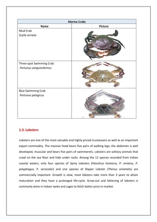 Marine Crabs
Name Picture
Mud Crab
Scylla serrata
Three-spot Swimming Crab
Portunus sanguinolentus
Blue Swimming Crab
Portunus pelagicus
1.3. Lobsters
Lobsters are one of the most valuable and highly priced crustaceans as well as an important
export commodity. The massive head bears five pairs of walking legs; the abdomen is well
developed, muscular and bears five pairs of swimmerets. Lobsters are solitary animals that
crawl on the sea floor and hide under rocks. Among the 12 species recorded from Indian
coastal waters, only four species of Spiny Lobsters (Panulirus homarus, P. ornatus, P.
polyphagus, P. versicolor) and one species of Slipper Lobster (Thenus orinetalis) are
commercially important. Growth is slow, most lobsters take more than 3 years to attain
maturation and they have a prolonged life-cycle. Grow-out and fattening of lobsters is
commonly done in indoor tanks and cages to fetch better price in market.
 