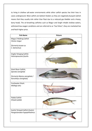 to living in shallow salt-water environments while other catfish species live their lives in
caves underground. Most catfish are bottom feeders as they are negatively buoyant (which
means that they usually sink rather than float due to a reduced gas bladder and a heavy,
bony head). The air-breathing catfishes such as Magur and Singhi inhabit shallow waters,
withstand low oxygen conditions and are referred to as "live fishes”; they are marketed live
and fetch higher price.
Fish Name Picture
Magur/ Walking Catfish
Clarias magur
[formerly known as
C. batrachus]
Singhi/ Stinging Catfish
Heteropneustes fossilis
Giant River-Catfish,
Sperata seenghala
[formerly Mystus seenghala /
Aorichthys seenghala]
Freshwater Shark
Wallago attu
Pabda Catfish
Ompok pabda
Sutchi/ Striped Catfish (Exotic)
Pangasianodon hypophthalmus
 