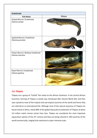 Snakeheads
Fish Name Picture
Striped Murrel / Snakehead
Channa striata
Spotted Murrel / Snakehead
Channa punctata
Flower Murrel / Bullseye Snakehead
Channa marulius
Dwarf Murrel / Snakehead
Channa gachua
1.6. Tilapias
Tilapias are a group of “Cichlid” fish native to the African Continent. In the Central African
Countries, farming of Tilapias in ponds was introduced after Second World War and then
soon spread to most of the tropical and sub-tropical countries of the world and hence they
are referred to as international fish. Although most of the natural resources of Tilapias are
found mainly in Africa, nearly 80% of the global Aquaculture production of Tilapias of about
5.0 million metric tonnes comes from Asia. Tilapias are considered the most important
aquaculture species of the 21st century and they are being cultured in 100 countries of the
world commercially, ranging from extensive to super-intensive scale.
 