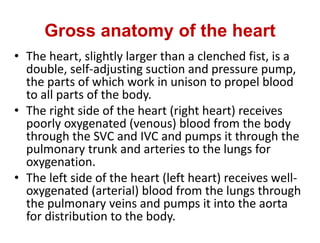 Gross anatomy of the heart
• The heart, slightly larger than a clenched fist, is a
double, self-adjusting suction and pressure pump,
the parts of which work in unison to propel blood
to all parts of the body.
• The right side of the heart (right heart) receives
poorly oxygenated (venous) blood from the body
through the SVC and IVC and pumps it through the
pulmonary trunk and arteries to the lungs for
oxygenation.
• The left side of the heart (left heart) receives well-
oxygenated (arterial) blood from the lungs through
the pulmonary veins and pumps it into the aorta
for distribution to the body.
 