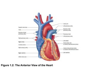 Figure 1.2: The Anterior View of the Heart
 