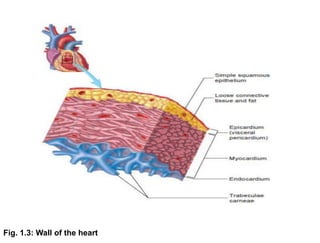 Fig. 1.3: Wall of the heart
 