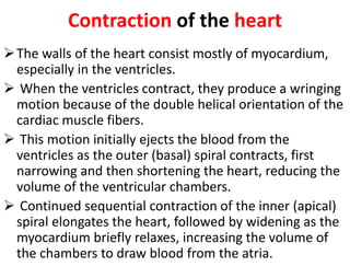 Contraction of the heart
The walls of the heart consist mostly of myocardium,
especially in the ventricles.
 When the ventricles contract, they produce a wringing
motion because of the double helical orientation of the
cardiac muscle fibers.
 This motion initially ejects the blood from the
ventricles as the outer (basal) spiral contracts, first
narrowing and then shortening the heart, reducing the
volume of the ventricular chambers.
 Continued sequential contraction of the inner (apical)
spiral elongates the heart, followed by widening as the
myocardium briefly relaxes, increasing the volume of
the chambers to draw blood from the atria.
 